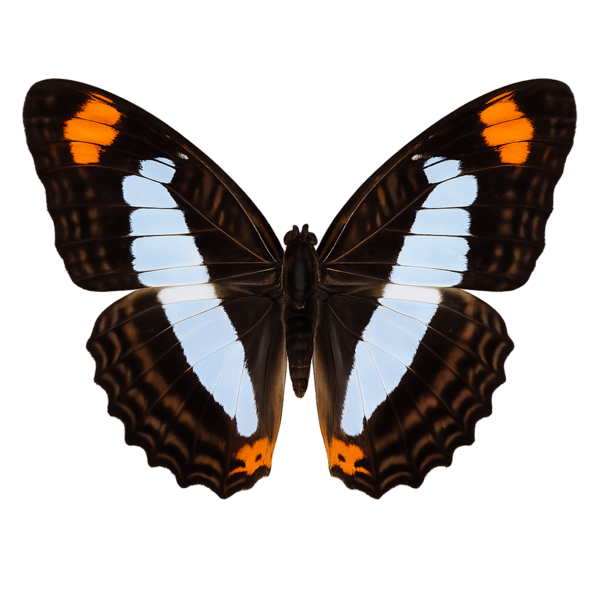 Adelpha serpa