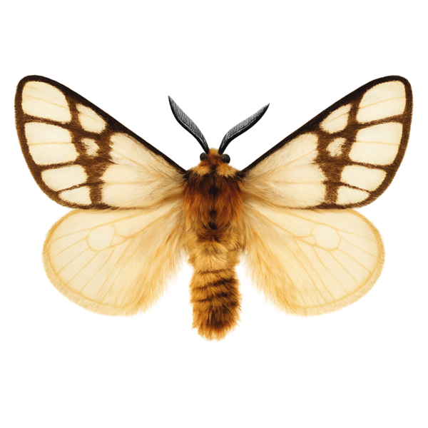 African Cluster Silk Moth