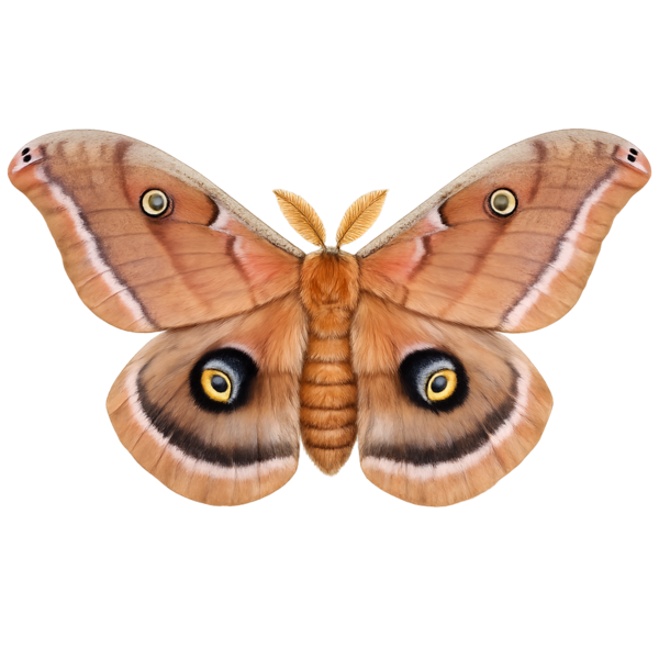 Northern Chinese Silk Moth