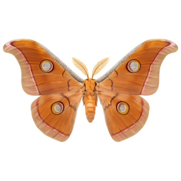 Tussar Silk Moth
