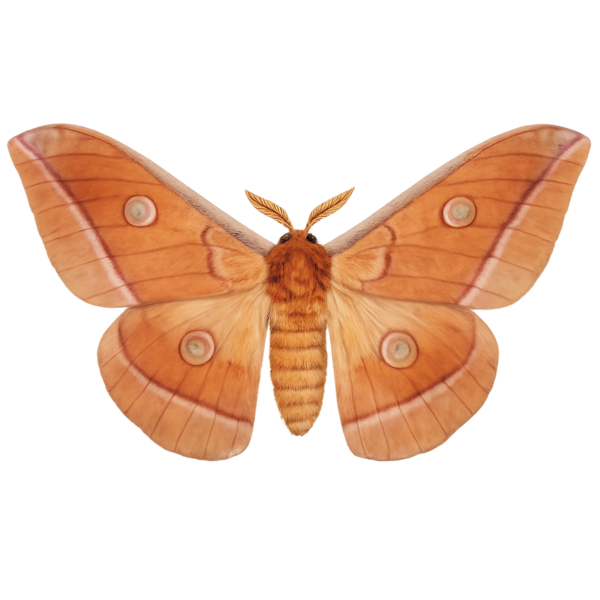 Hybrid Tasar Silkmoth