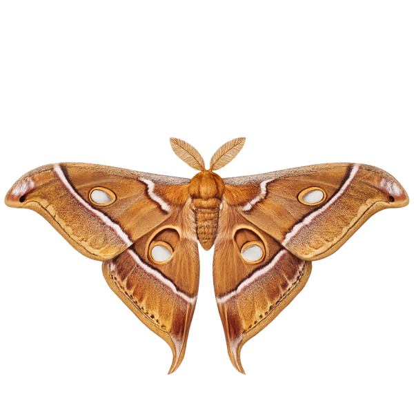Japanese Silk Moth