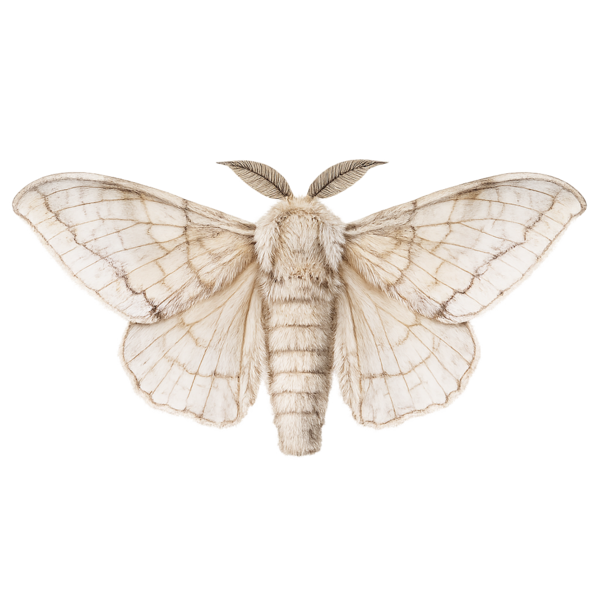 Bombyx mori