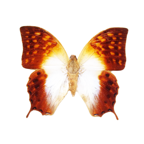 Charaxes acuminatus Acuminate Emperor butterfly
