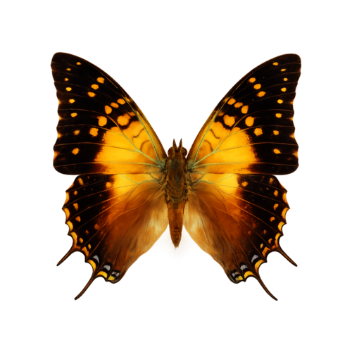 Charaxes antamboulou Madagascar Emperor butterfly
