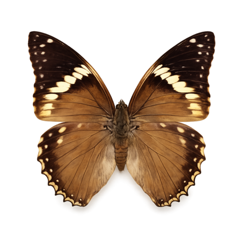 Charaxes bipunctatus Ethiopian Emperor butterfly