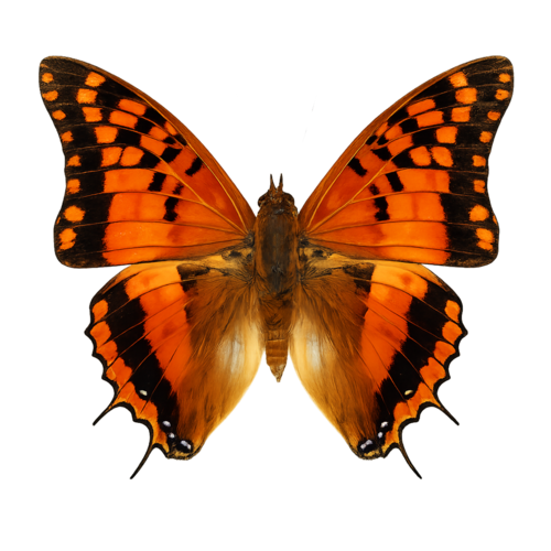 Charaxes boueti Cameroon Emperor butterfly