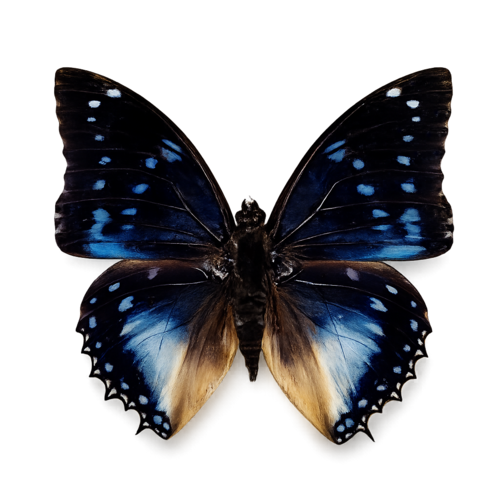 Charaxes cithaeron Orange-Band Emperor butterfly