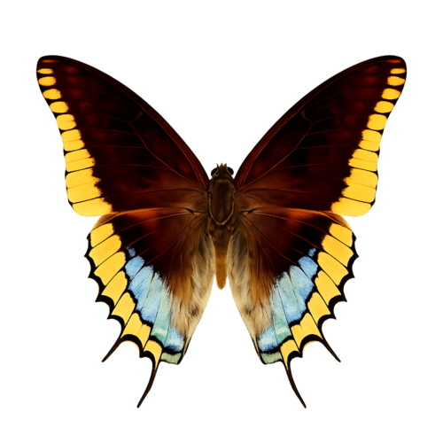 Charaxes epijasius Guinea Emperor butterfly
