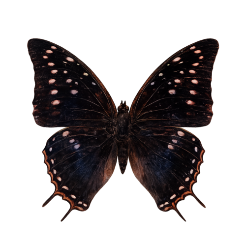 Charaxes etheocles Long-Tailed Emperor butterfly