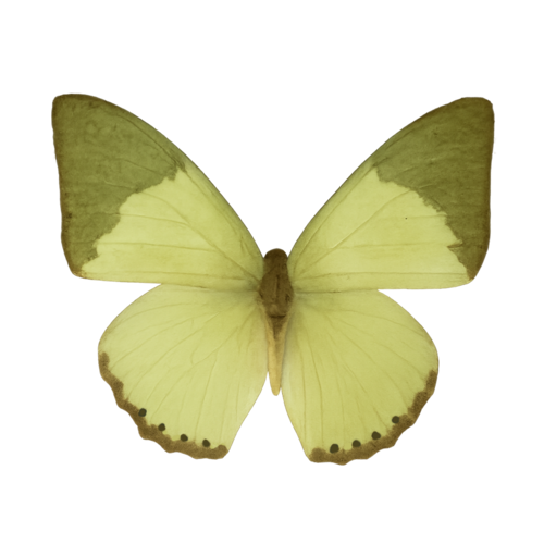 Charaxes eupale Green Pearl Emperor butterfly
