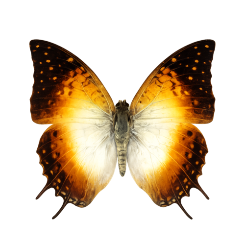 Charaxes fulvescens Uganda Emperor butterfly