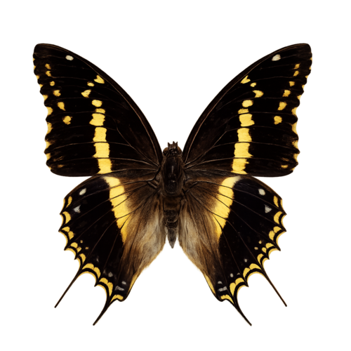 Charaxes hansali Zanzibar Emperor butterfly