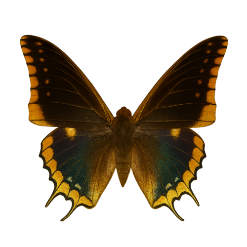 Charaxes jasius Two-Tailed Pasha butterfly