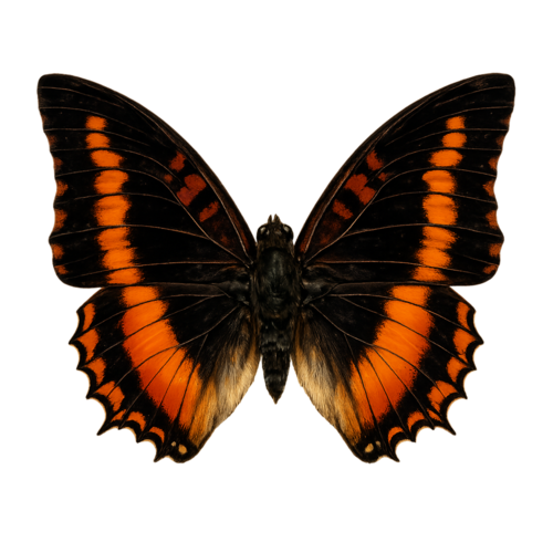 Charaxes lucretius Sierra Leone Emperor butterfly