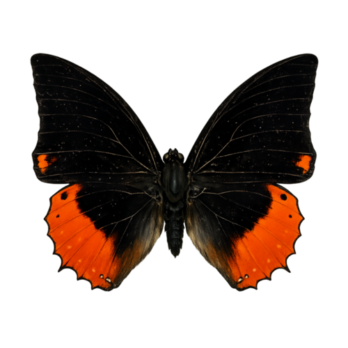 Charaxes numenes Congo Emperor butterfly