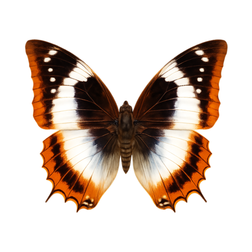 Charaxes protoclea Golden-Bar Emperor butterfly