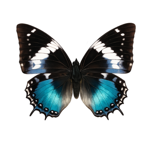 Charaxes smaragdalis Emerald Emperor butterfly