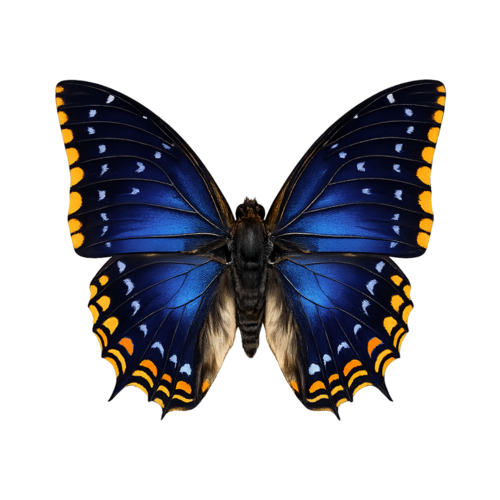 Charaxes tiridates Blue Emperor butterfly
