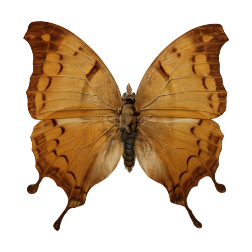 Charaxes zoolina Giant Emperor butterfly