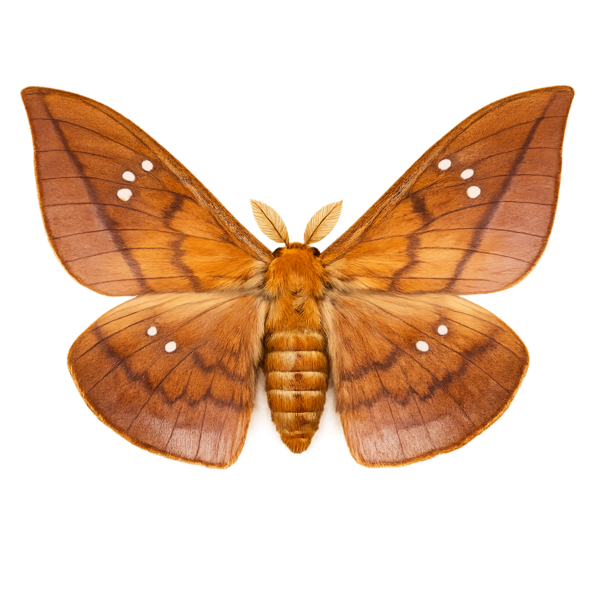 Asian Golden Moth