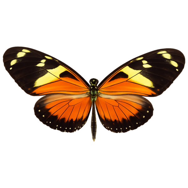 Numata Longwing