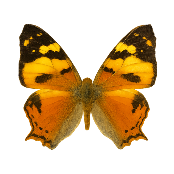 Hypanartia lethe