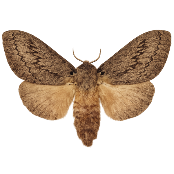 Coan Silk Moth