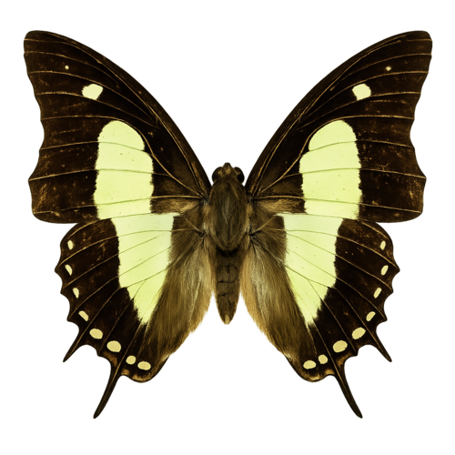 Polyura athamas Green Nawab butterfly