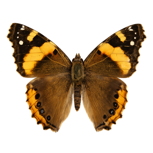 Vanessa abyssinica Abyssinian Painted Lady butterfly