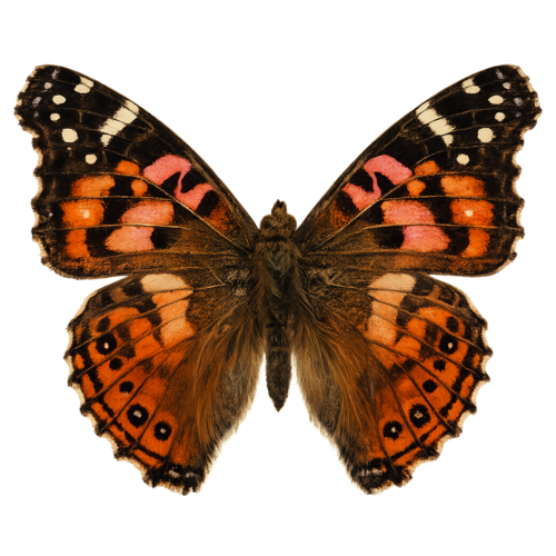 Vanessa altissima Highland Painted Lady butterfly
