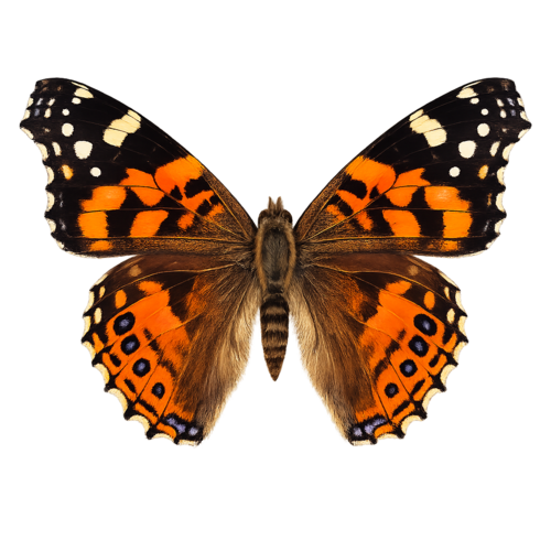 Vanessa annabella West Coast Lady butterfly