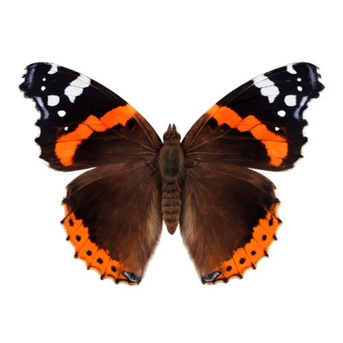 Vanessa atalanta Red Admiral butterfly