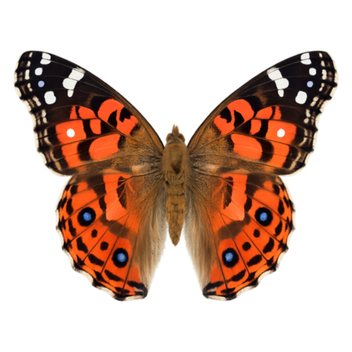 Vanessa braziliensis Brazilian Painted Lady butterfly
