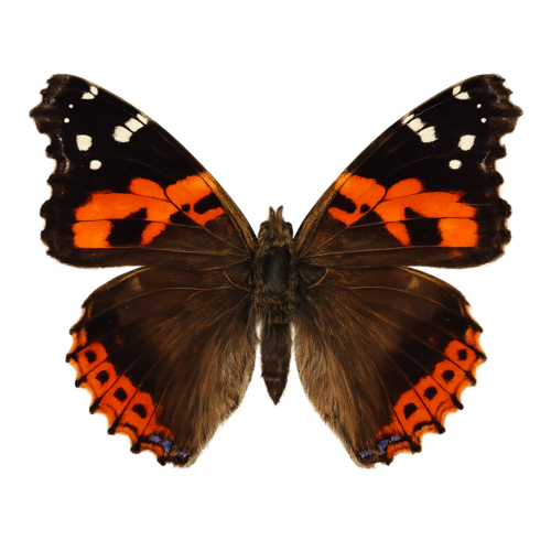 Vanessa buana Buana Lady butterfly