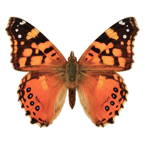 Vanessa carye Southern Painted Lady butterfly