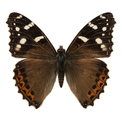 Vanessa dejeanii Dejean’s Lady butterfly