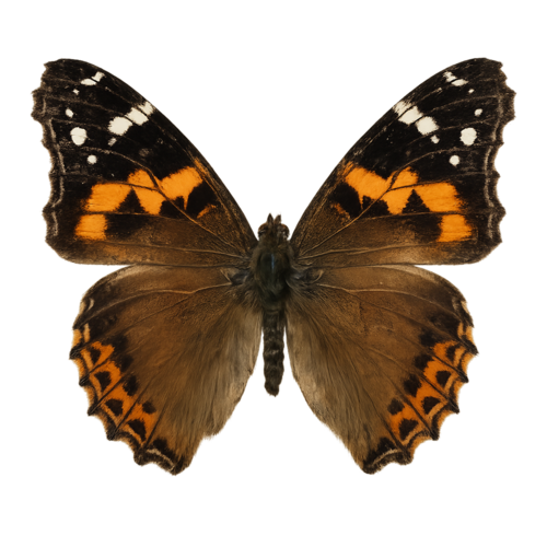 Vanessa dilecta Dilecta Lady butterfly