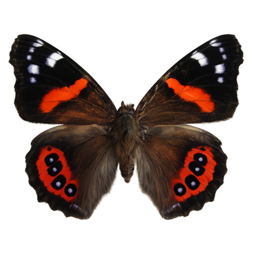 Vanessa gonerilla New Zealand Red Admiral butterfly