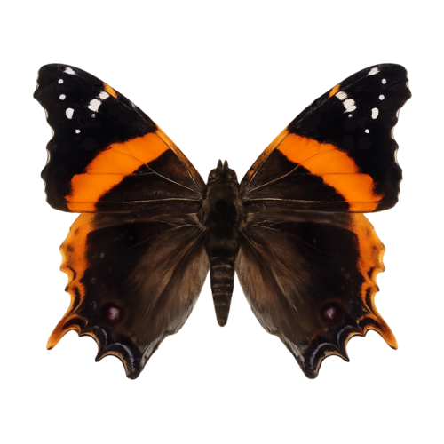 Vanessa hippomene Hippomene Lady butterfly