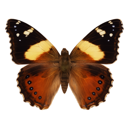 Vanessa itea Yellow Admiral butterfly