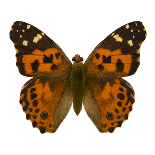 Vanessa kershawi Australian Painted Lady butterfly