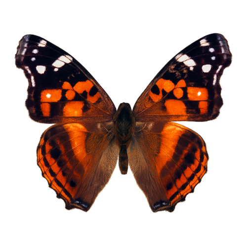 Vanessa myrinna Myrinna Lady butterfly