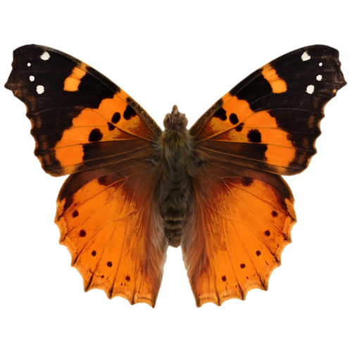 Vanessa samani Samani Lady butterfly
