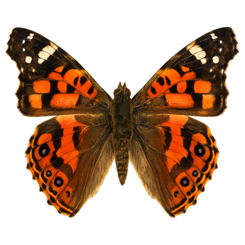 Vanessa tameamea Kamehameha Butterfly butterfly
