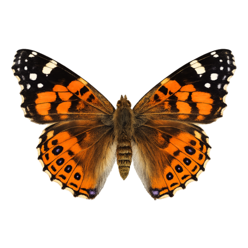 Vanessa virginiensis American Lady butterfly