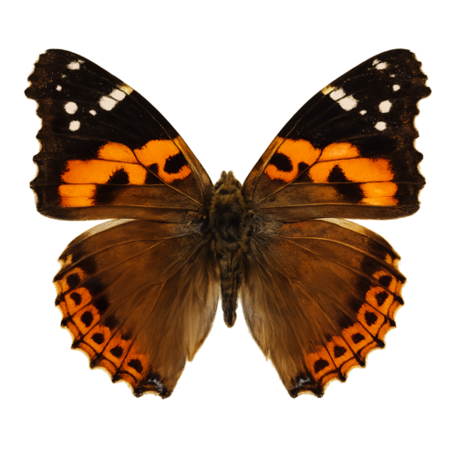 Vanessa vulcania Canary Red Admiral butterfly