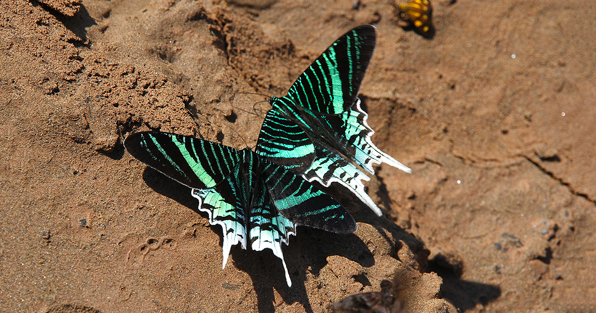 La Amazonía de Ecuador y Colombia, hogar de miles de especies de mariposas