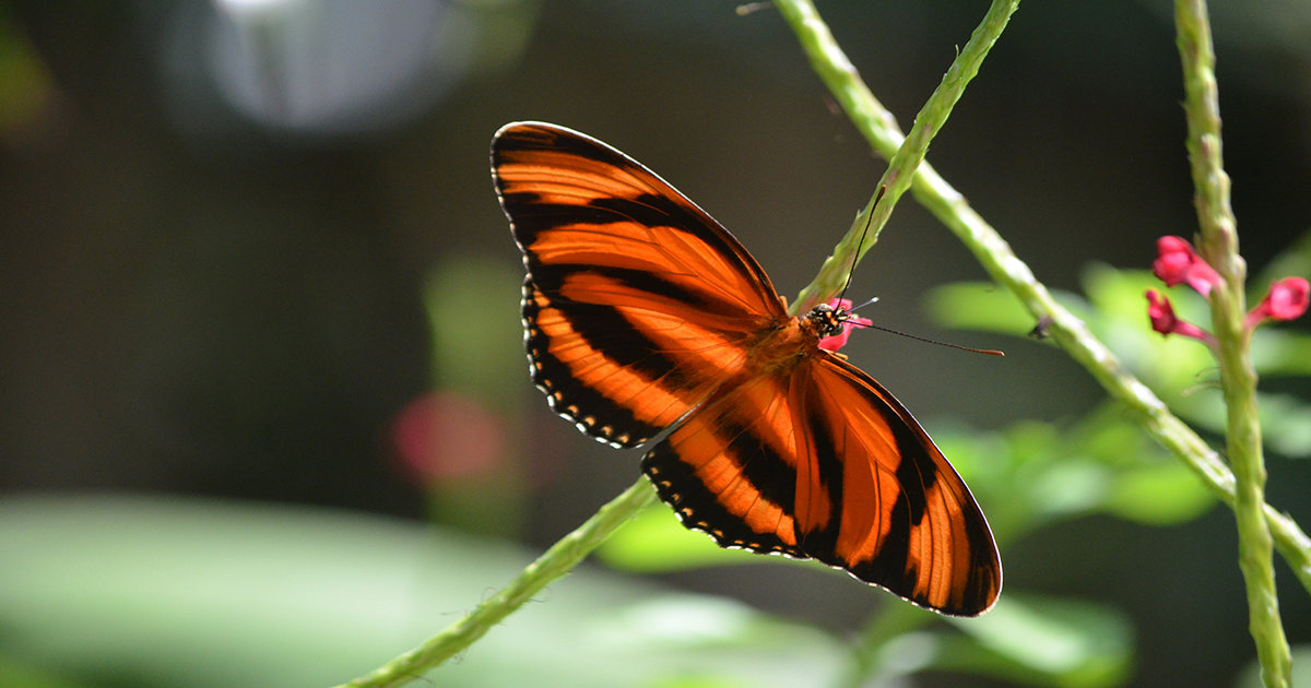 Colores y especies únicas de mariposas en los bosques y montañas de los Andes