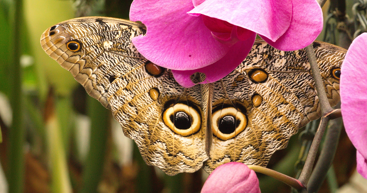 Colores y especies únicas de mariposas en los bosques y montañas de los Andes
